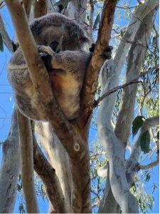 Koala found by Julia Austin