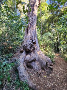 creek walk with tree