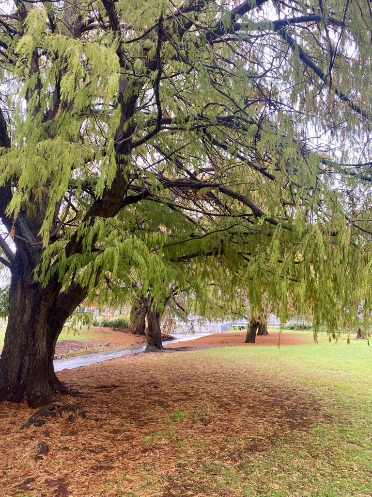 Rainy day walkshop in Toowoomba. Pathway and large trees.