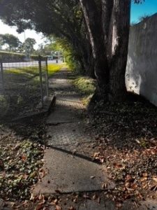 A narrow with fencing and a tree